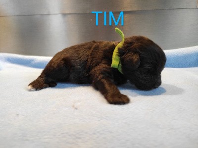 TIM