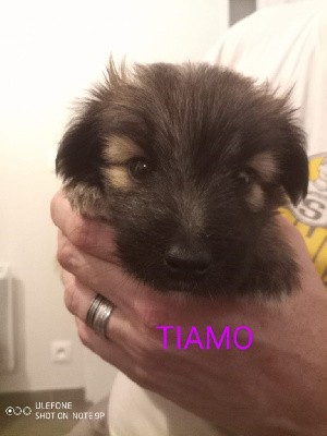 TIAMO