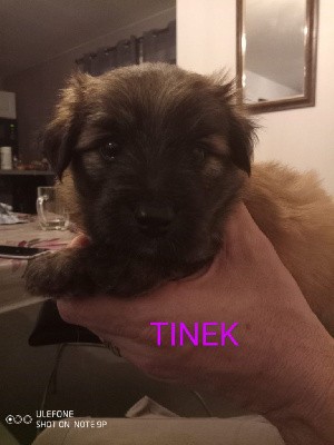 TINEK