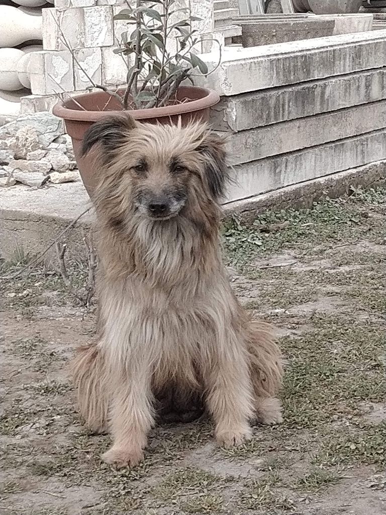 Lady dite lichka Des Plaines De Tigny